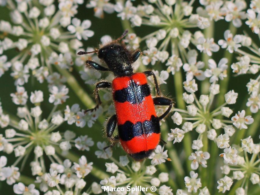 Trichodes apiarius